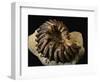 Late Cretaceous Period Fossil-Layne Kennedy-Framed Photographic Print