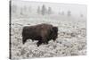 Late Fall Yellowstone-Alfred Forns-Stretched Canvas