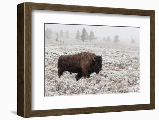 Late Fall Yellowstone-Alfred Forns-Framed Photographic Print