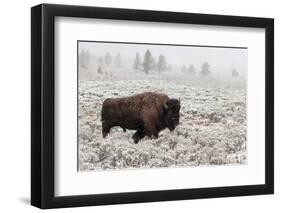 Late Fall Yellowstone-Alfred Forns-Framed Photographic Print