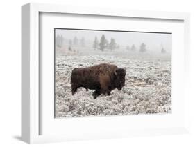 Late Fall Yellowstone-Alfred Forns-Framed Photographic Print