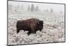 Late Fall Yellowstone-Alfred Forns-Mounted Photographic Print