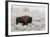 Late Fall Yellowstone-Alfred Forns-Framed Photographic Print