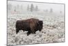 Late Fall Yellowstone-Alfred Forns-Mounted Photographic Print