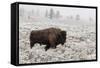 Late Fall Yellowstone-Alfred Forns-Framed Stretched Canvas