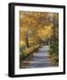 Late Fall-Diane Romanello-Framed Art Print