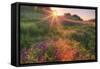 Late in the Day, Roadside Wildflowers-null-Framed Stretched Canvas