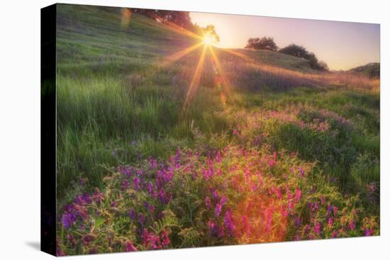 Late in the Day, Roadside Wildflowers-null-Stretched Canvas