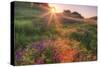 Late in the Day, Roadside Wildflowers-null-Stretched Canvas