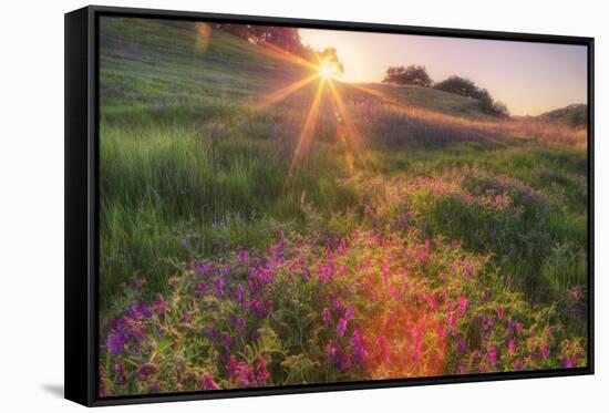 Late in the Day, Roadside Wildflowers-null-Framed Stretched Canvas