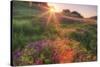 Late in the Day, Roadside Wildflowers-null-Stretched Canvas