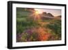 Late in the Day, Roadside Wildflowers-null-Framed Premium Photographic Print