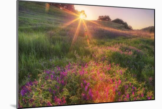 Late in the Day, Roadside Wildflowers-null-Mounted Premium Photographic Print