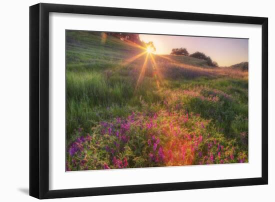 Late in the Day, Roadside Wildflowers-null-Framed Photographic Print