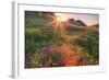 Late in the Day, Roadside Wildflowers-null-Framed Photographic Print