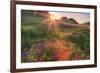 Late in the Day, Roadside Wildflowers-null-Framed Photographic Print