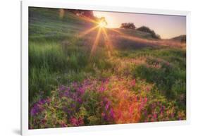 Late in the Day, Roadside Wildflowers-null-Framed Photographic Print