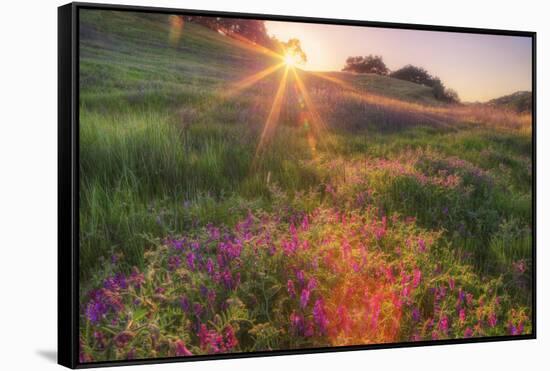 Late in the Day, Roadside Wildflowers-null-Framed Stretched Canvas