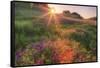 Late in the Day, Roadside Wildflowers-null-Framed Stretched Canvas