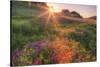 Late in the Day, Roadside Wildflowers-null-Stretched Canvas
