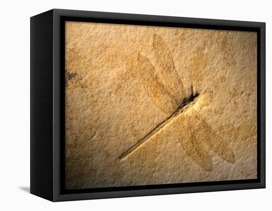 Late Jurassic Dragonfly Fossil-Layne Kennedy-Framed Stretched Canvas