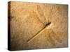 Late Jurassic Dragonfly Fossil-Layne Kennedy-Stretched Canvas