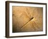 Late Jurassic Dragonfly Fossil-Layne Kennedy-Framed Premium Photographic Print