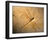 Late Jurassic Dragonfly Fossil-Layne Kennedy-Framed Premium Photographic Print