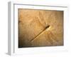 Late Jurassic Dragonfly Fossil-Layne Kennedy-Framed Premium Photographic Print