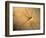 Late Jurassic Dragonfly Fossil-Layne Kennedy-Framed Photographic Print