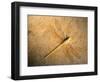 Late Jurassic Dragonfly Fossil-Layne Kennedy-Framed Photographic Print