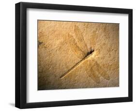 Late Jurassic Dragonfly Fossil-Layne Kennedy-Framed Photographic Print
