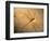 Late Jurassic Dragonfly Fossil-Layne Kennedy-Framed Photographic Print