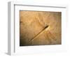 Late Jurassic Dragonfly Fossil-Layne Kennedy-Framed Photographic Print