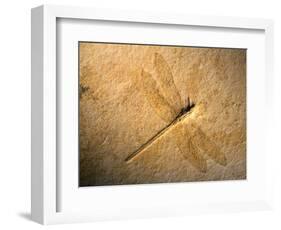 Late Jurassic Dragonfly Fossil-Layne Kennedy-Framed Photographic Print