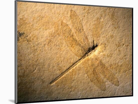 Late Jurassic Dragonfly Fossil-Layne Kennedy-Mounted Photographic Print