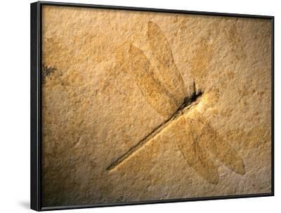 'Late Jurassic Dragonfly Fossil' Photographic Print - Layne Kennedy ...