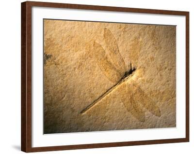 'Late Jurassic Dragonfly Fossil' Photographic Print - Layne Kennedy ...