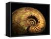 Late Jurassic Fossil-Layne Kennedy-Framed Stretched Canvas