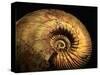 Late Jurassic Fossil-Layne Kennedy-Stretched Canvas