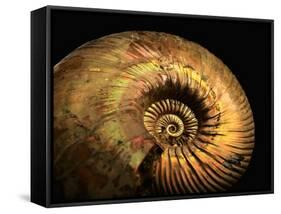 Late Jurassic Fossil-Layne Kennedy-Framed Stretched Canvas