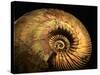 Late Jurassic Fossil-Layne Kennedy-Stretched Canvas