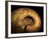 Late Jurassic Fossil-Layne Kennedy-Framed Photographic Print