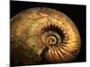 Late Jurassic Fossil-Layne Kennedy-Mounted Photographic Print