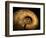 Late Jurassic Fossil-Layne Kennedy-Framed Photographic Print