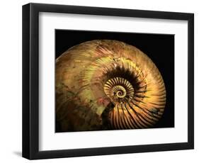 Late Jurassic Fossil-Layne Kennedy-Framed Photographic Print