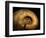 Late Jurassic Fossil-Layne Kennedy-Framed Photographic Print