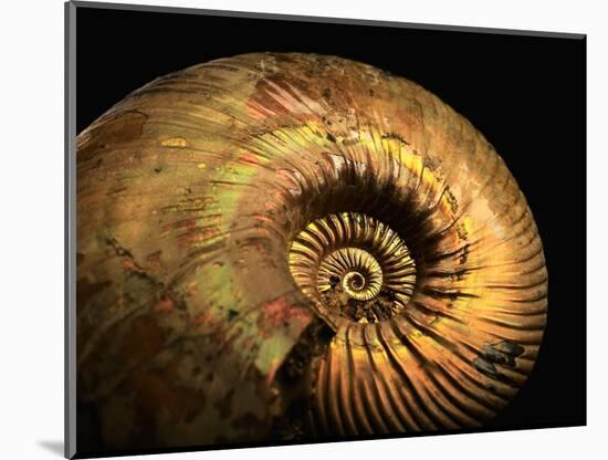 Late Jurassic Fossil-Layne Kennedy-Mounted Photographic Print