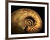 Late Jurassic Fossil-Layne Kennedy-Framed Photographic Print