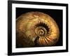 Late Jurassic Fossil-Layne Kennedy-Framed Photographic Print